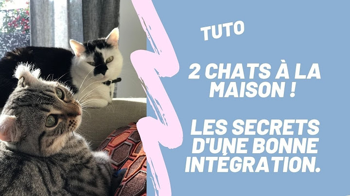Comment Gerer L Arrivee D Un Nouveau Chat A La Maison Youtube