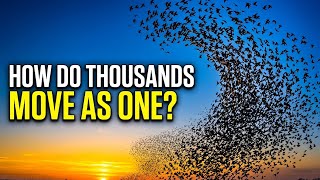 HOW DO THOUSANDS OF BIRDS MOVE AS ONE The Mystery of Murmuration @NatuteBeyondBrain