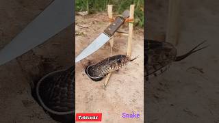 Big Snake Trap Python Snake