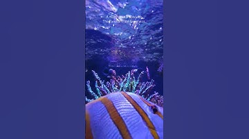 The Patented Random Flow Generator  Nozzles by Vivid Creative Aquatics.