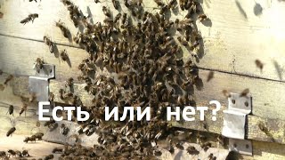 И такое может быть в пчеловодстве