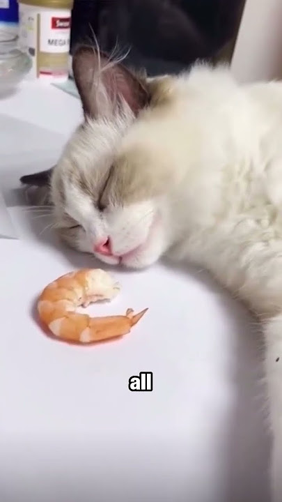 The Kindest Prank on a Cute Cat 😊😊 #shorts