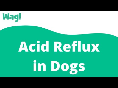 Video: Dog Reflux Acid - Tratament De Reflux Acid Pentru Câini