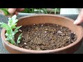 簡単 菊の挿し木