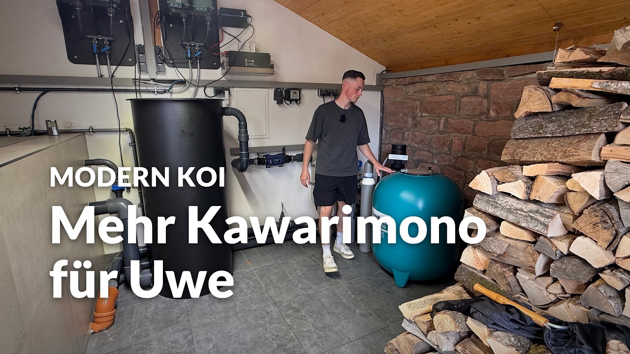 Uwe bekommt 8 neue Konishi für seine Innenhälterung | Modern Koi Blog #8317