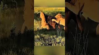 Buffalo vs 3 Lions: The Escape No One Believed! #animalshorts #wildlife #animals #survival  #animal