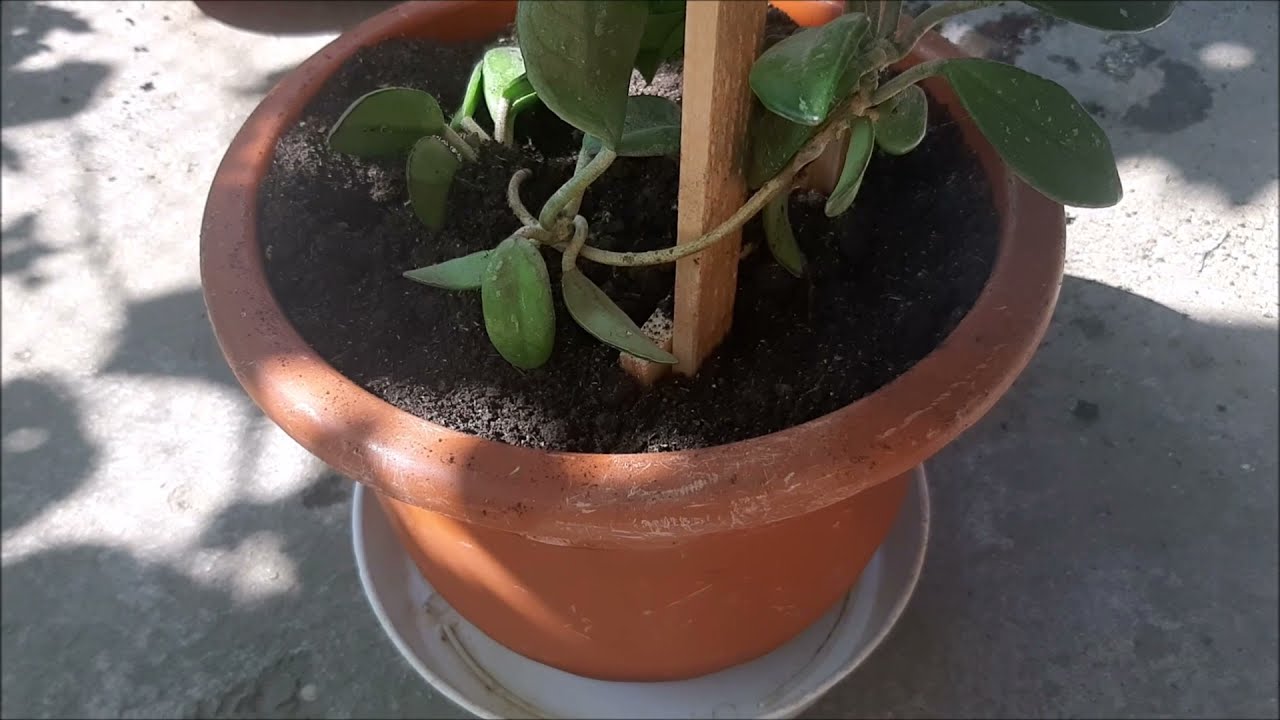 🔴Cum aranjez -  Lacrima Maicii Domnului