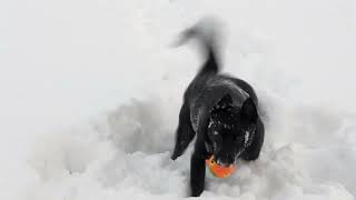 Truffle playing in deep snow - Schipperke puppy by Truffle the Schipperke 146 views 1 year ago 28 seconds