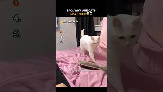 Nothing goes normally when cats are involved 😭💀🐱 #cat #funny #catvideos #viral