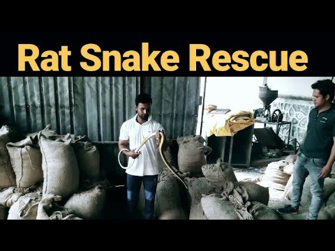 camera iphone 8 plus apk Rat Snake Rescue