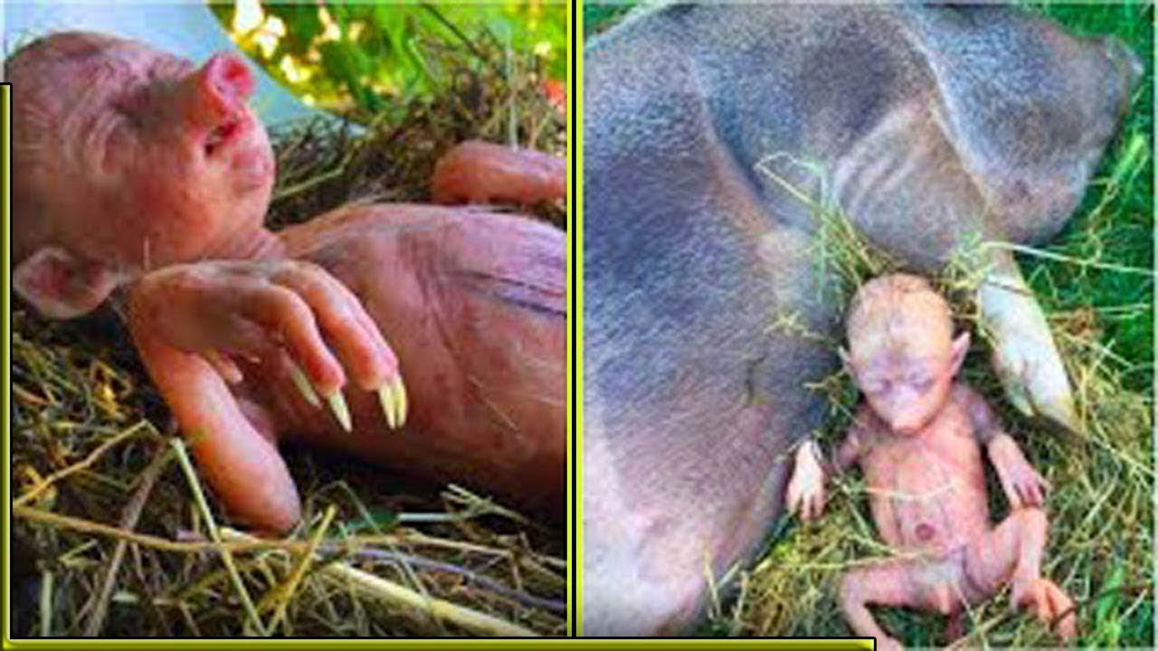 Farmer s Pig Gives Birth To Human Baby He Takes A Closer Look And 