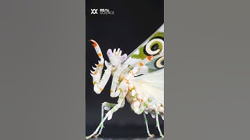 The shocking diversity of praying mantises