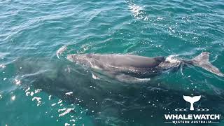 Whale Watch WA & Dolphins defend Humpback Mother & Calf