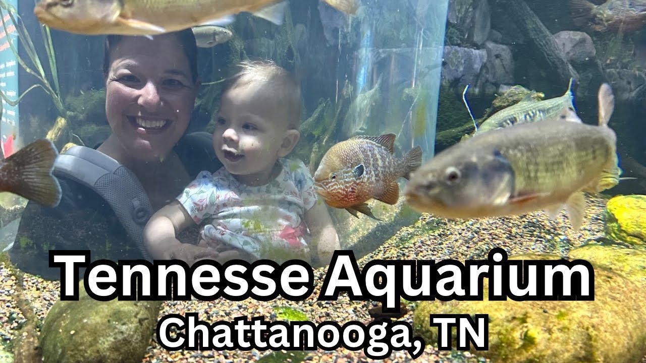 “Tennessee Aquarium Tour: Freshwater & Ocean Adventures in Chattanooga, TN”
