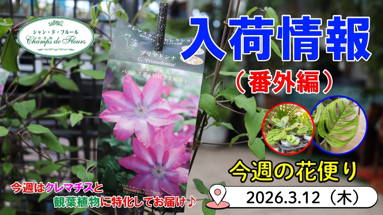 Lily様ご注文品 クレマチス フルディーン♥️サマーS Pr.e3点 Lily様ご