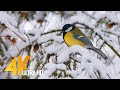 4K Songs Of Birds In Winter Nature Relax Video With Real Birds Chirping