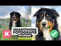 Tiere fotografieren mit Iphone/Samsung 📸 Smartphone Fotografie Kurs 14 | Jaworskyj