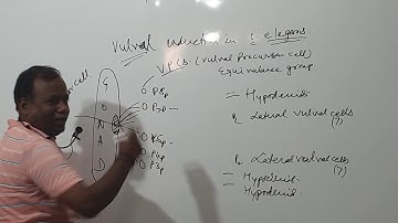 Vulval Induction in c.elegans I CSIR NET Life Science