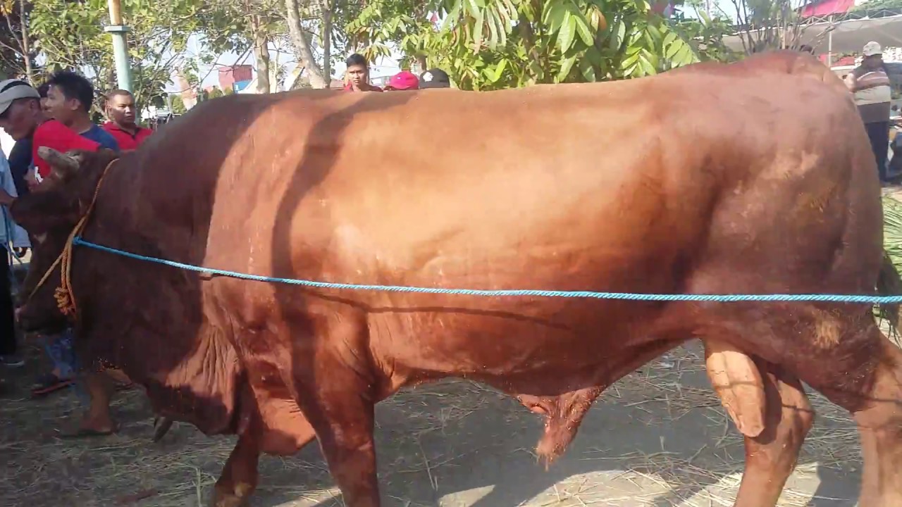 Sapi RAKSASA Turun Truk KONTES SAPI SIDOARJO 27 Oktober - YouTube