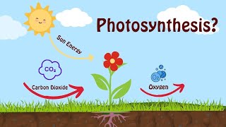 Photosynthesis | What is the process? Easy Explanation for kids #photosynthesis #science #exam