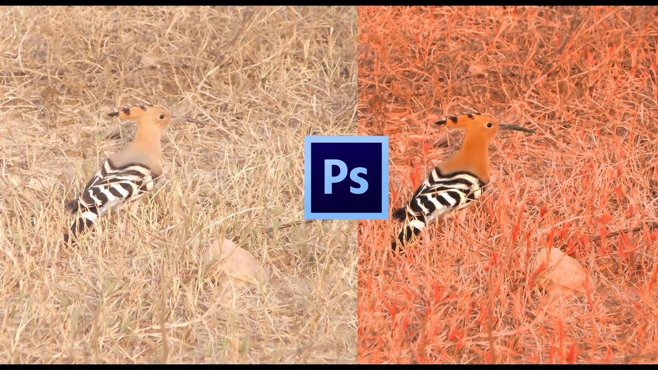 adobe cs6 bird editing tutorial YouTube