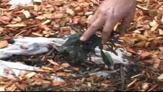 The Eco Munity Kiosk Proudly Presents Bright Neighbor 0005