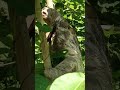 Sloth Rescued With Broken Arm Defies Odds And Heals | The Dodo