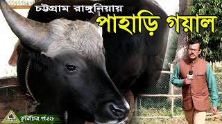 চট্টগ্রাম রাঙ্গুনিয়ায় সম্ভাবনাময় বন গরু/গয়ালের খামার।Goyal Farm চিত্রপুরী কৃষিচিত্র।