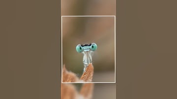 Adcom 12/24x Macro Lens Photography 🤯🔥 #shorts #macrolens #adcom #youtubeshorts #photography