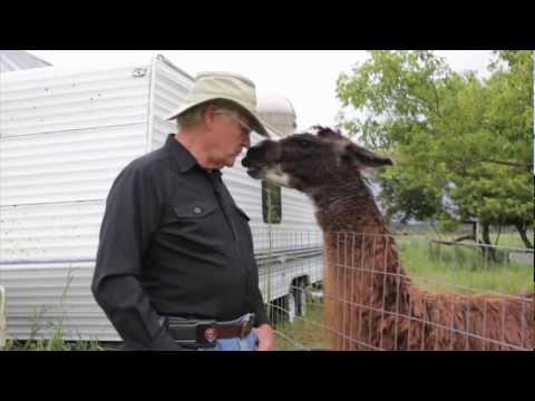 guard llamas protect park rapids farm youtube guard llamas