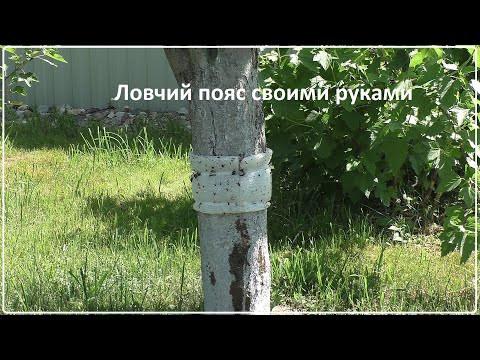 Ловчие пояса для яблонь своими руками