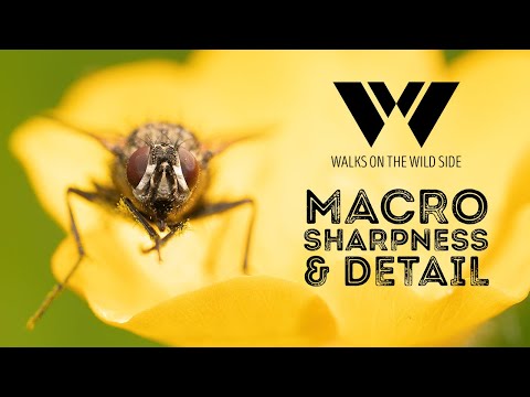 Video: Si Të Bëni Makro Fotografi