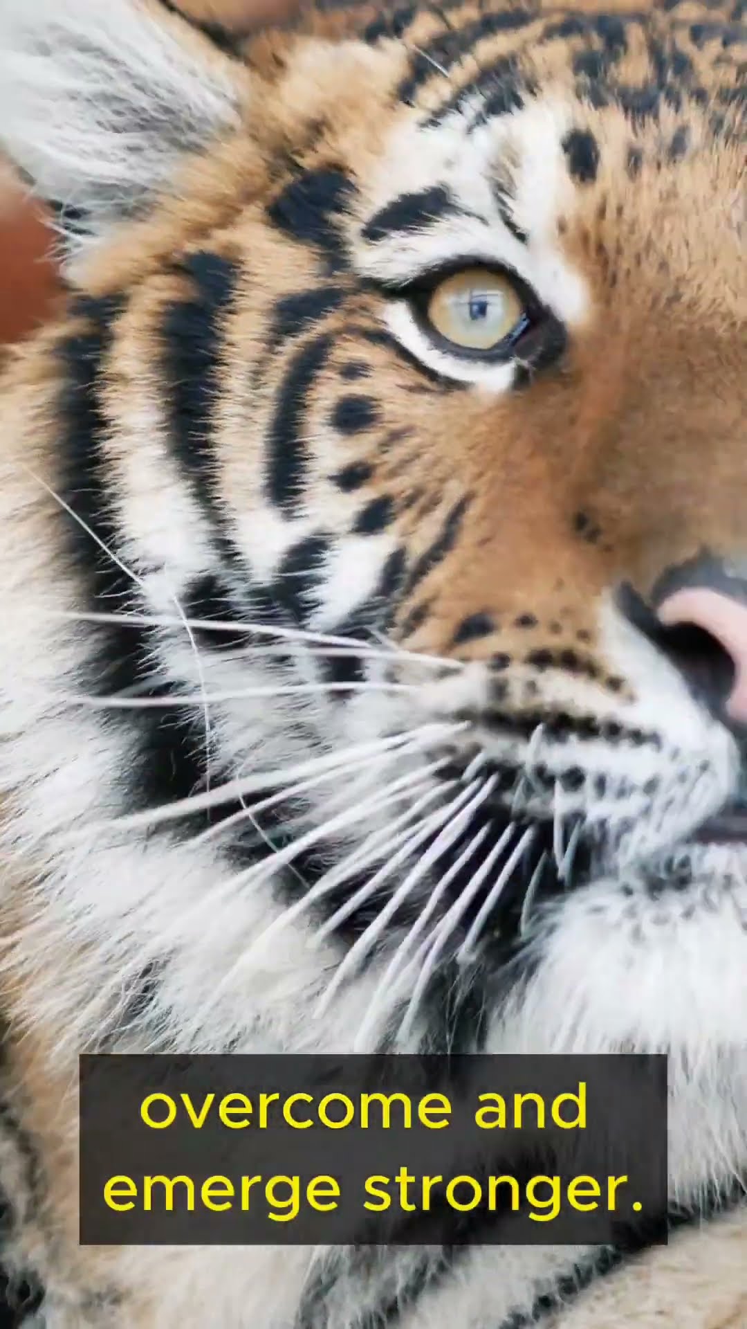 Life Lessons from Tigers   Part 1 #shorts #lifelessons #wisdom #personalgrowth #resilience #tigers