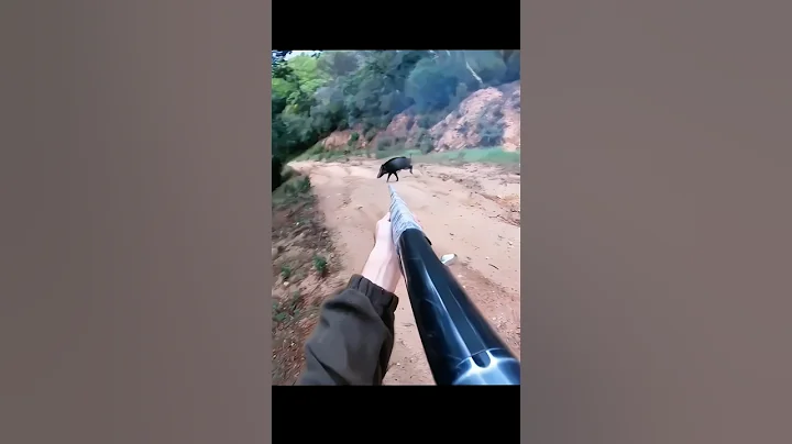 очень крупный план охоты на диких кабанов #chasse#wildboar#охота#дикийкабан#hunting#cinghiale