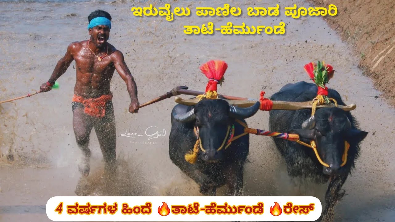 🔥4 years ago❤️ THAATE - Hermunde❤️ race 🔥in HOKKADIGOLI kambala