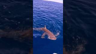 Shark attacked my fish. - Full edit live now Day 3 swains reef