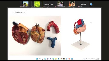 Giải Phẫu thực hành module tim mạch