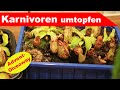 Karnivoren umtopfen - Substrat-Vergleich - plus: Advent-Giveaway - Großstadtgärtnern