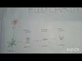 Nature’s Food Chain System