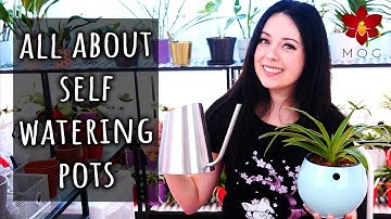 Growing Orchids in Self Watering Pots - All you need to know! - Orchid Care for Beginners