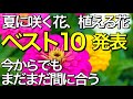 【夏の寄せ植え】ガーデニング～庭を彩る夏に咲く花を教えます～花苗の植え付け時期【ペンタス・ペチュニア・インパチェンス・千日紅・マリーゴールド・トレニア・サルビア・ジニア・日日草・ポーチュラカの育て方】