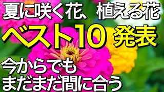 【夏の寄せ植え】ガーデニング～庭を彩る夏に咲く花を教えます～花苗の植え付け時期【ペンタス・ペチュニア・インパチェンス・千日紅・マリーゴールド・トレニア・サルビア・ジニア・日日草・ポーチュラカの育て方】