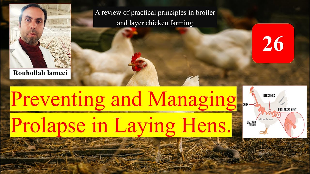 Preventing and Managing Prolapse in Laying Hens. 