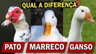 PATO, MARRECO ou GANSO? Qual a diferença? Ornitólogo Responde! by Planeta Aves 140,035 views 1 month ago 9 minutes, 16 seconds