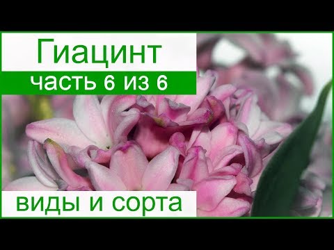 Video: Hyacint Litvinova