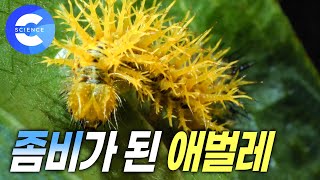 고품격 자연 다큐!!  독을 내뿜으며 싸우는 애벌레와 고치벌의 생존 대결 | 산호 | 기생