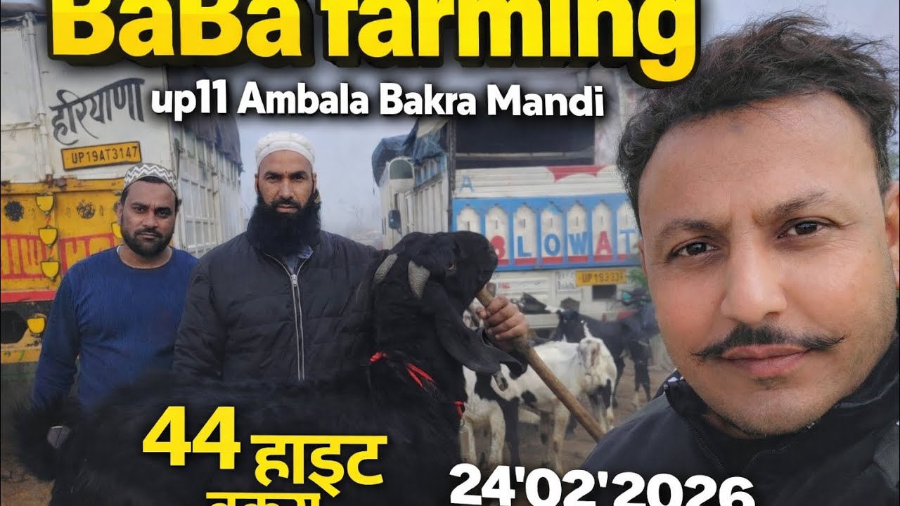 अंबाला बकरा मंडी टॉप क्वालिटी बकरे बकरियां बीटल 24*02*2026 #bakri #bittal #Ambala