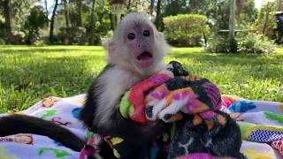 Adorable sweet monkey chirping by Kennys Wild Things 29,523 views 4 years ago 46 seconds