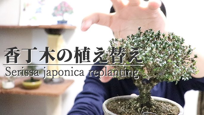 ベニシタン盆栽 E べにしたん 紅紫檀 実もの盆栽の作り方 Bonsai Tree Youtube