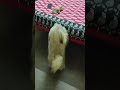 #play time#lhasa #pets #cute #petlover #puppy #love #cutedog
